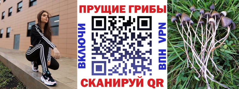 где купить   Елец  Галлюциногенные грибы ЛСД 